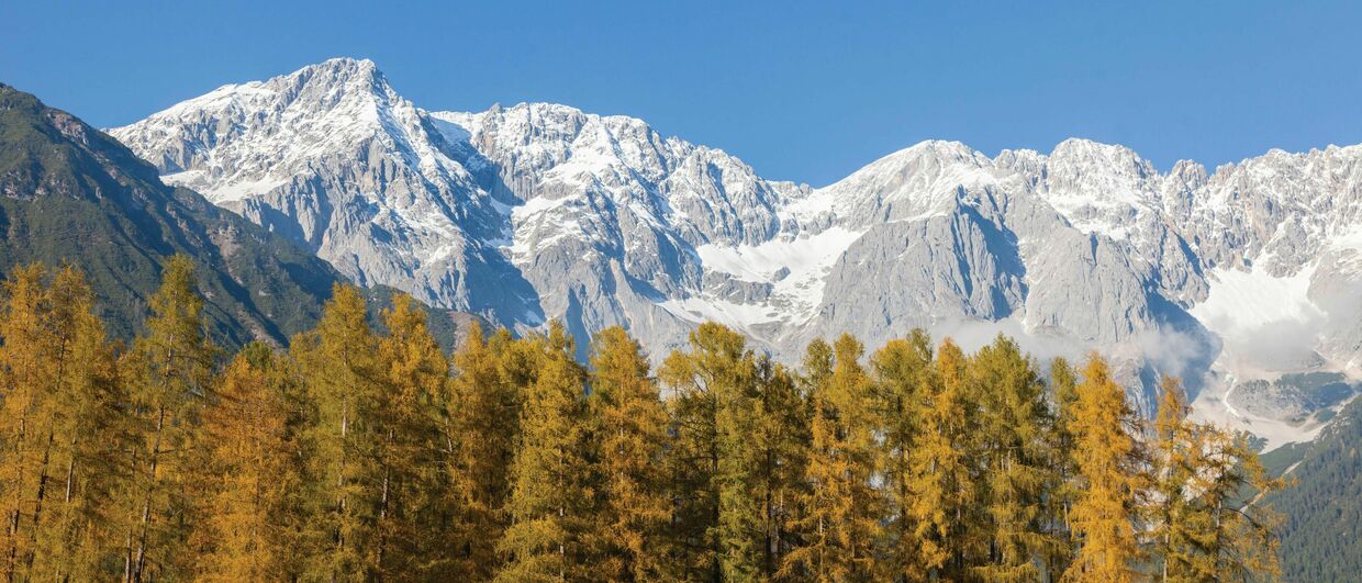 magnificence des couleurs : les mélèzes au Tyrol