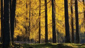 automne dans les Alpes à Mieming